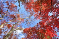 紅葉の森Ⅲ