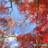 紅葉の森Ⅲ