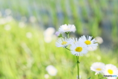 田んぼ脇の花