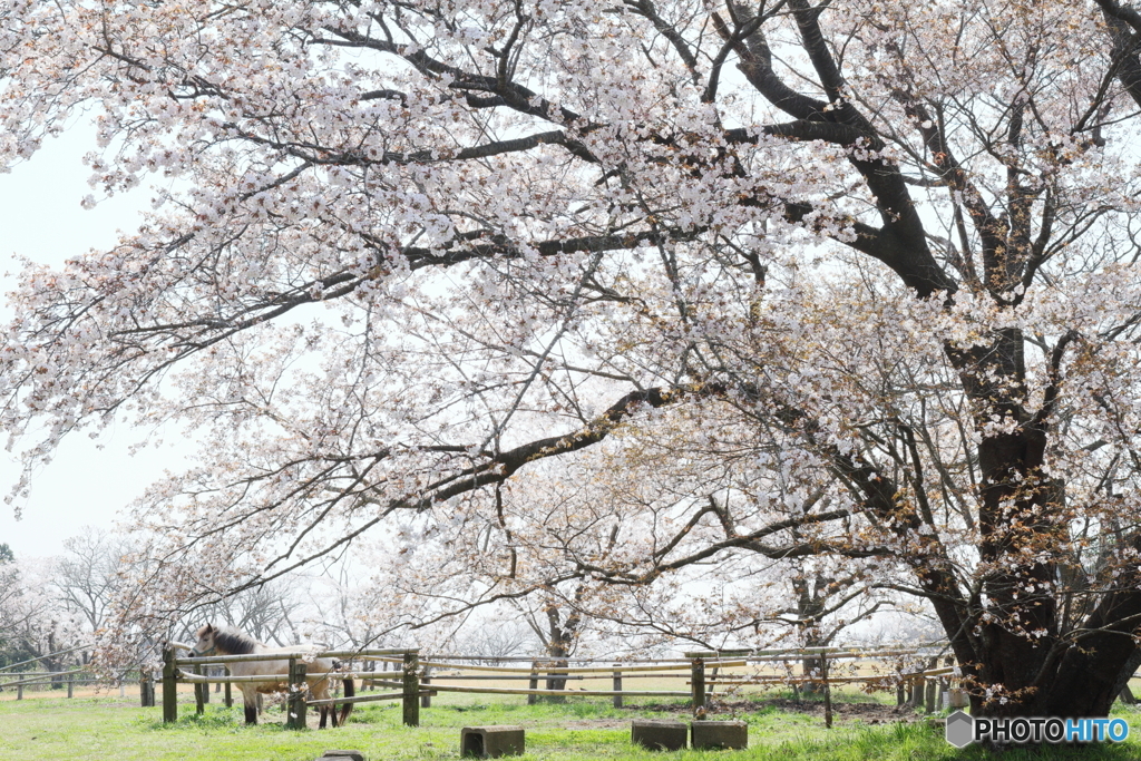 牧場の山桜