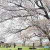牧場の山桜