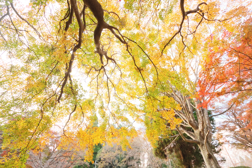 公園の紅葉