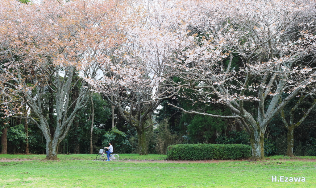 山桜の下を