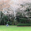 山桜の下を