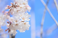 栄福寺の枝垂れ桜10
