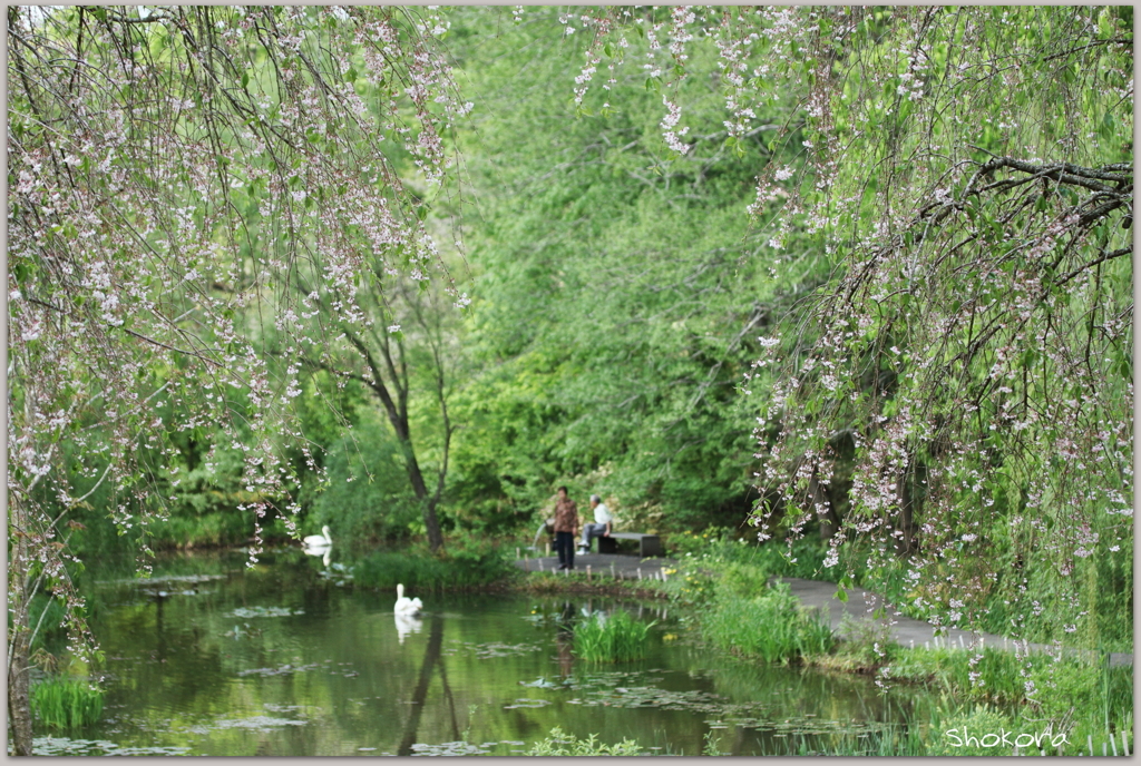 枝垂れ桜と池