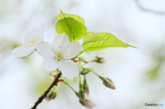 White cherry blossom　