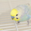 どんちゃん