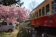 KTKと河津桜