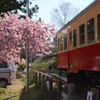 KTKと河津桜
