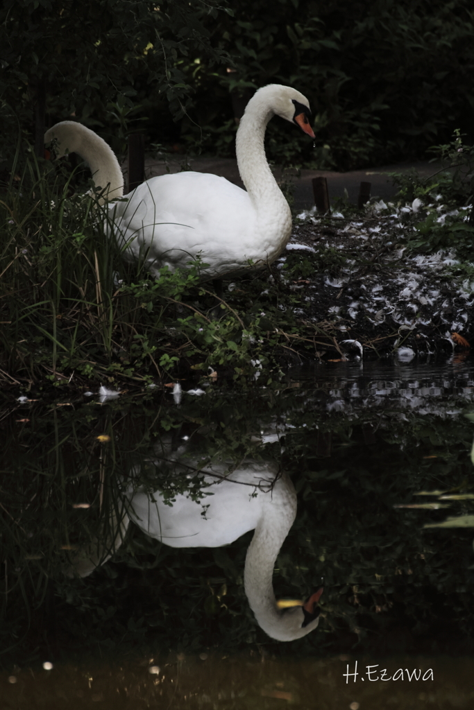 池の白鳥