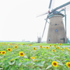 オランダ風車と向日葵