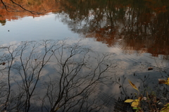 晩秋の池模様