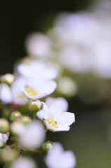 小さな花