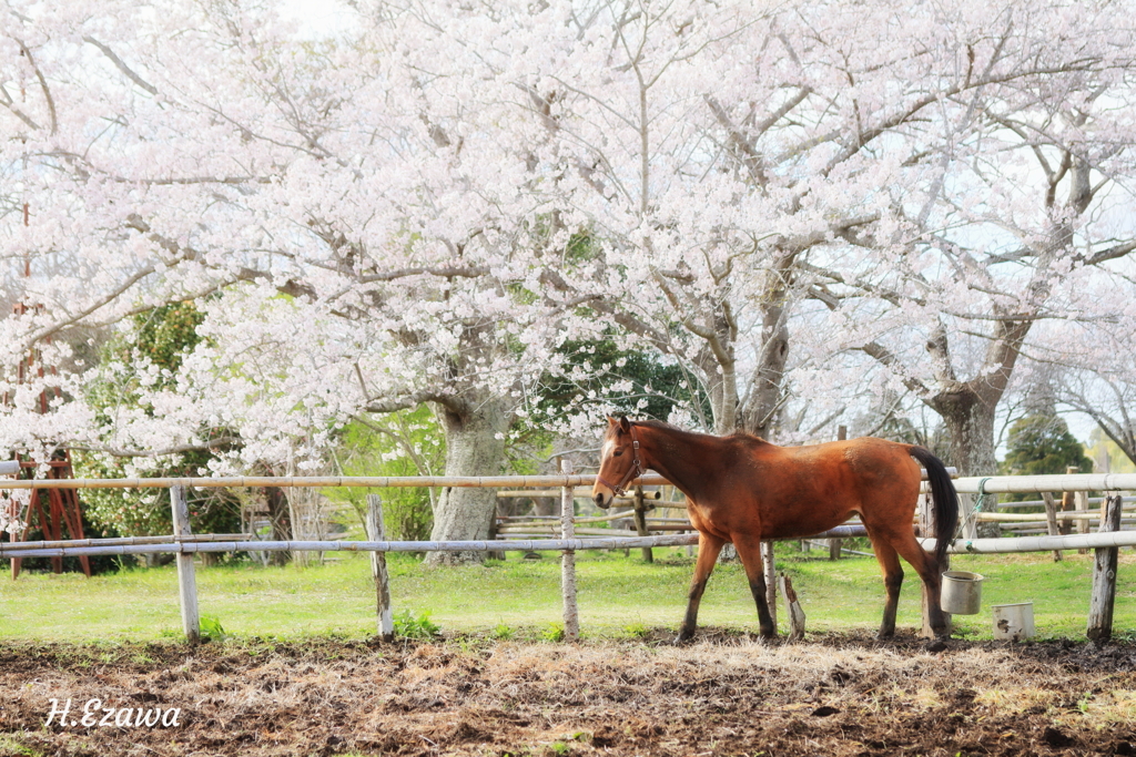 馬さんの春