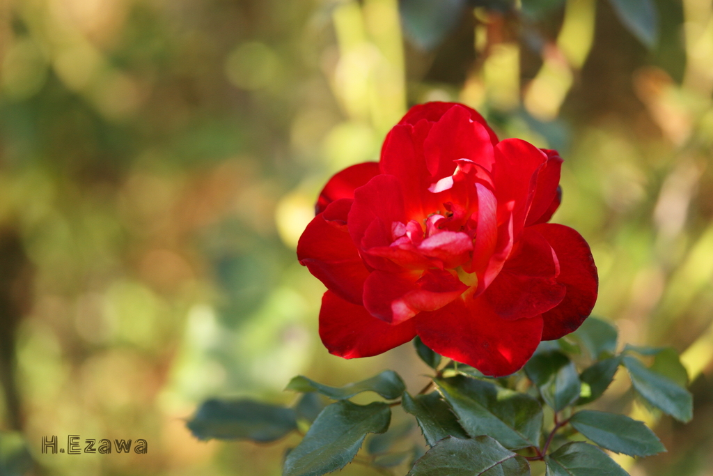 Red rose
