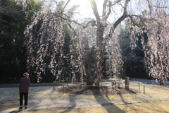 栄福寺の枝垂れ桜again3