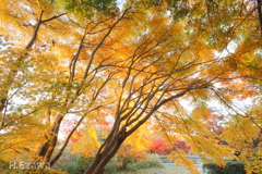 紅葉（昭和の森10）