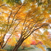 紅葉（昭和の森10）