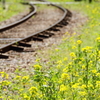 線路脇の春