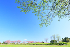 牧場の春2
