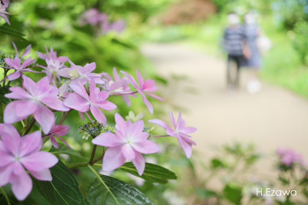 紫陽花咲く小路