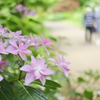紫陽花咲く小路