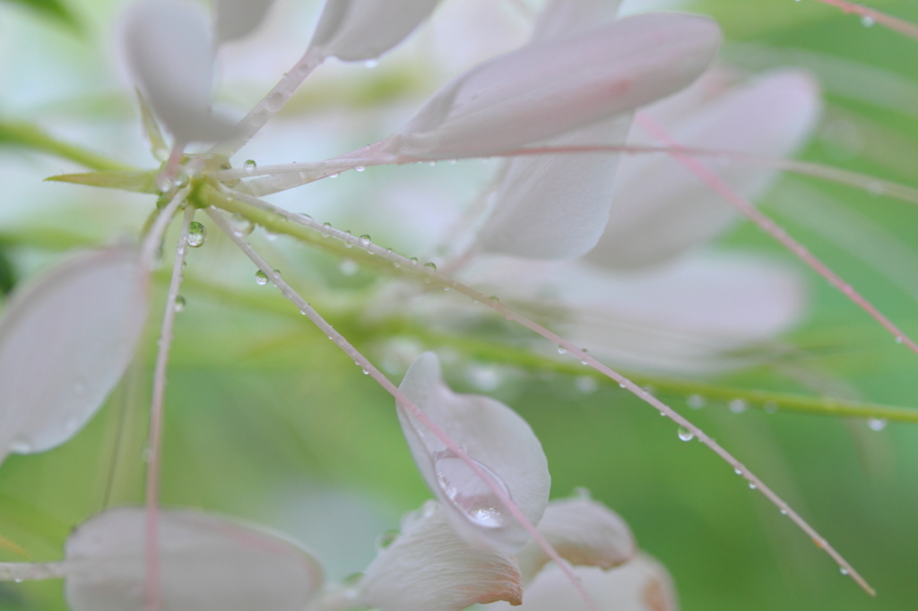 雨の滴