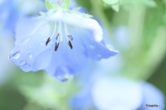 Translucent blue