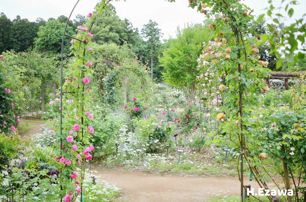 rose garden