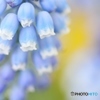 Muscari2