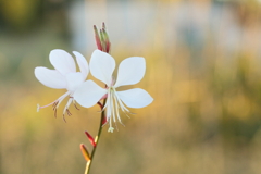 white butterfly