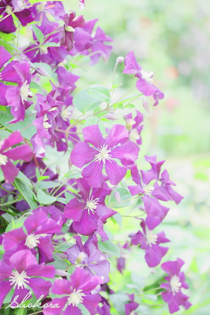 Clematis