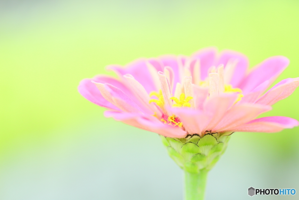 Zinia