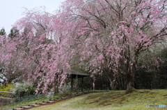 美しき枝垂れ桜