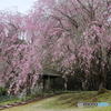 美しき枝垂れ桜