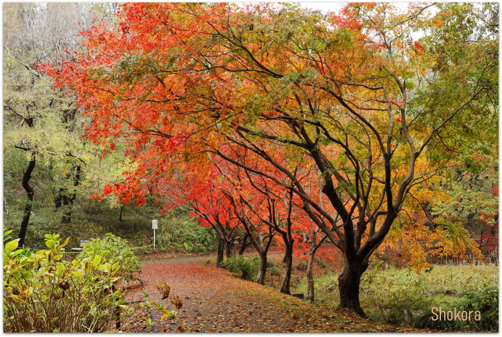 自然公園の紅葉