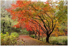 自然公園の紅葉
