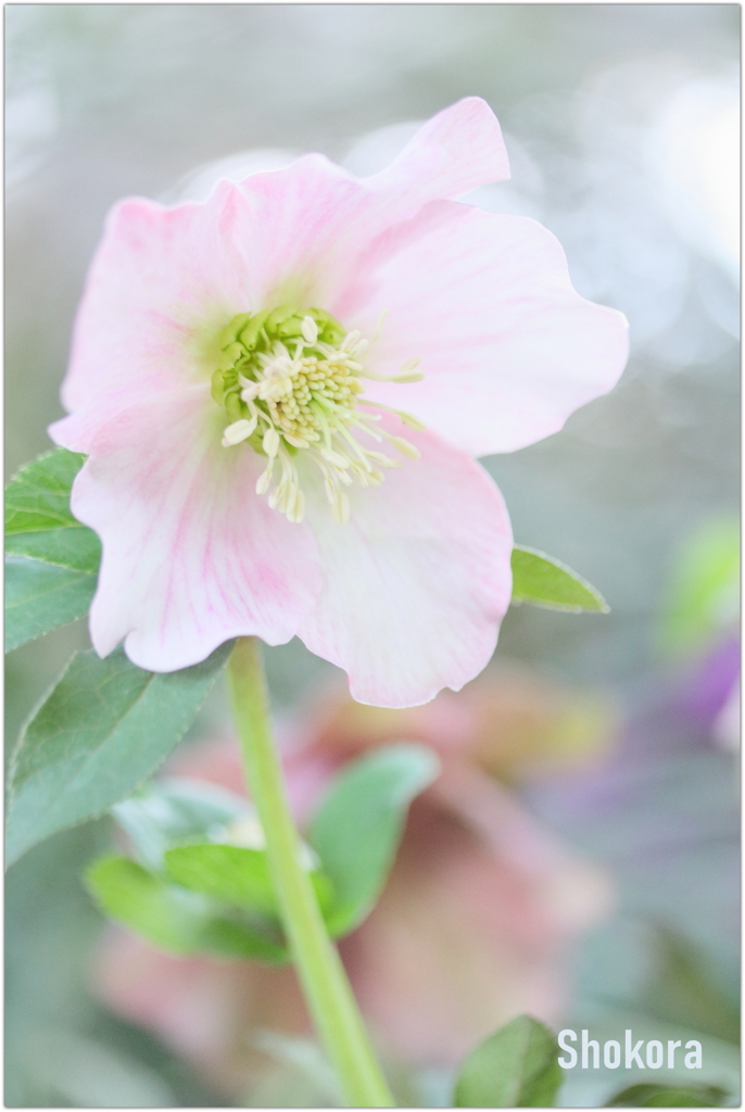 Christmas rose2