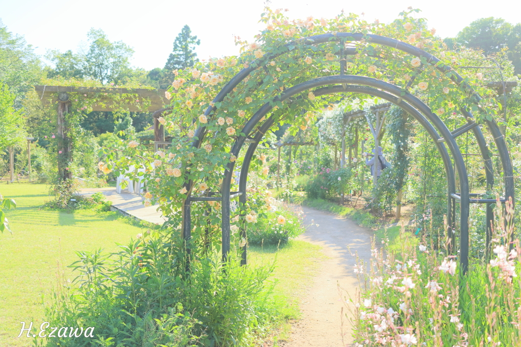 in the rose garden7