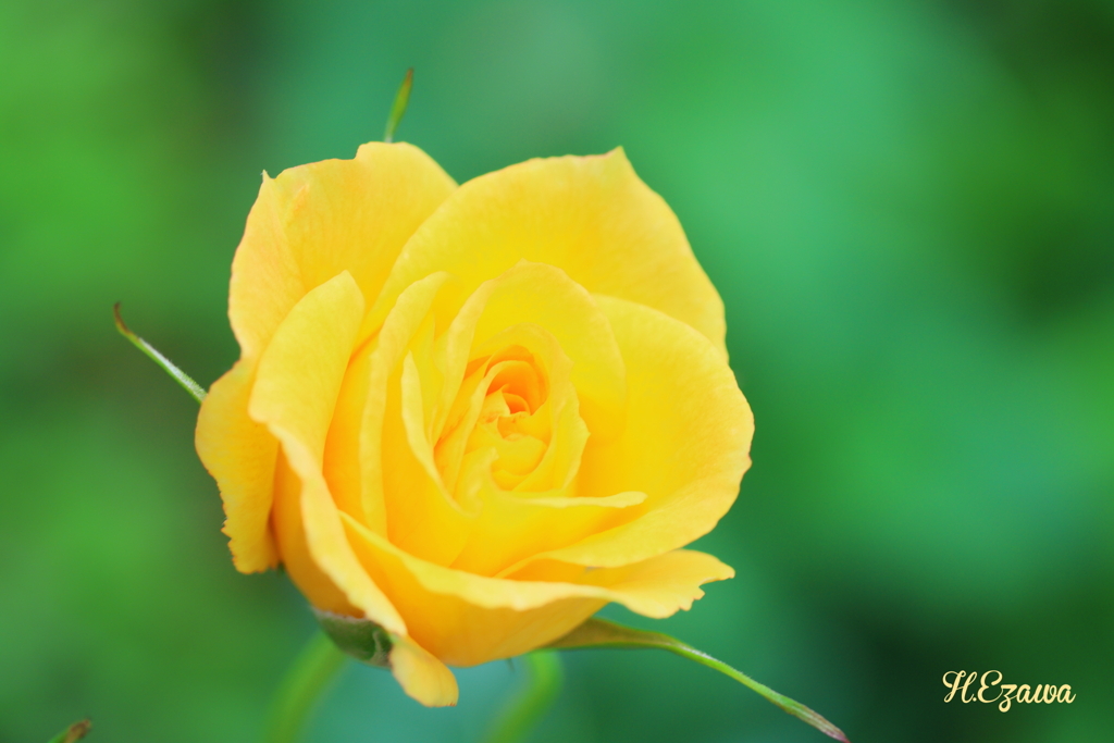 yellow rose