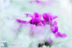 Fantastic cyclamen