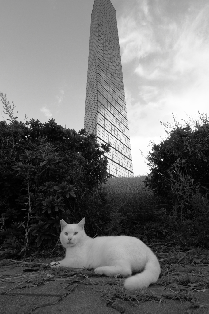 タワーの住人