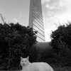 タワーの住人