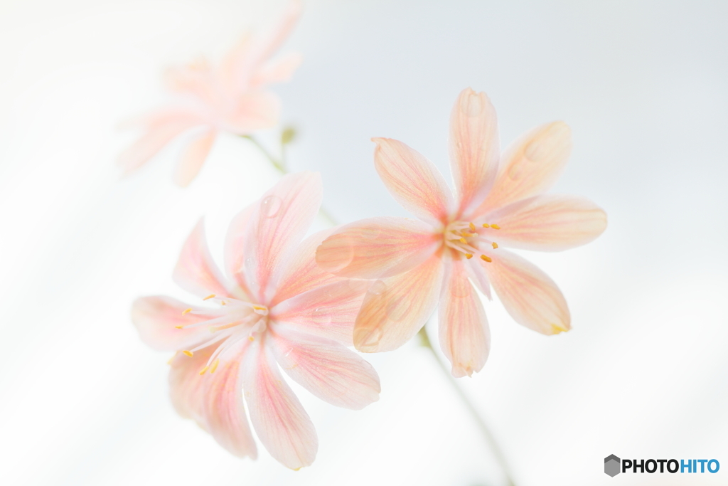 Lewisia