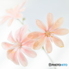 Lewisia