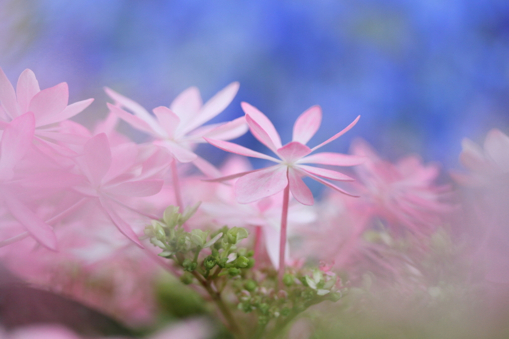 Pink hydrangea