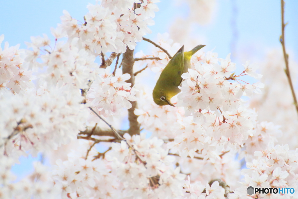 お寺のサクジロー
