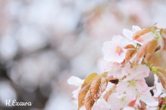 牧場の山桜4