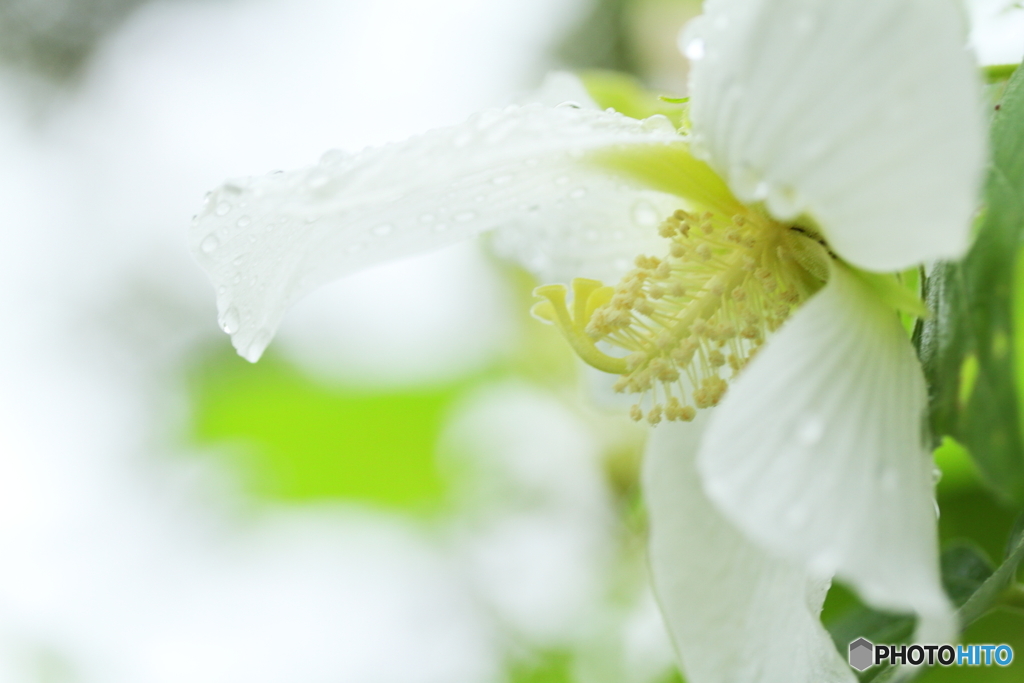 雨の芙容